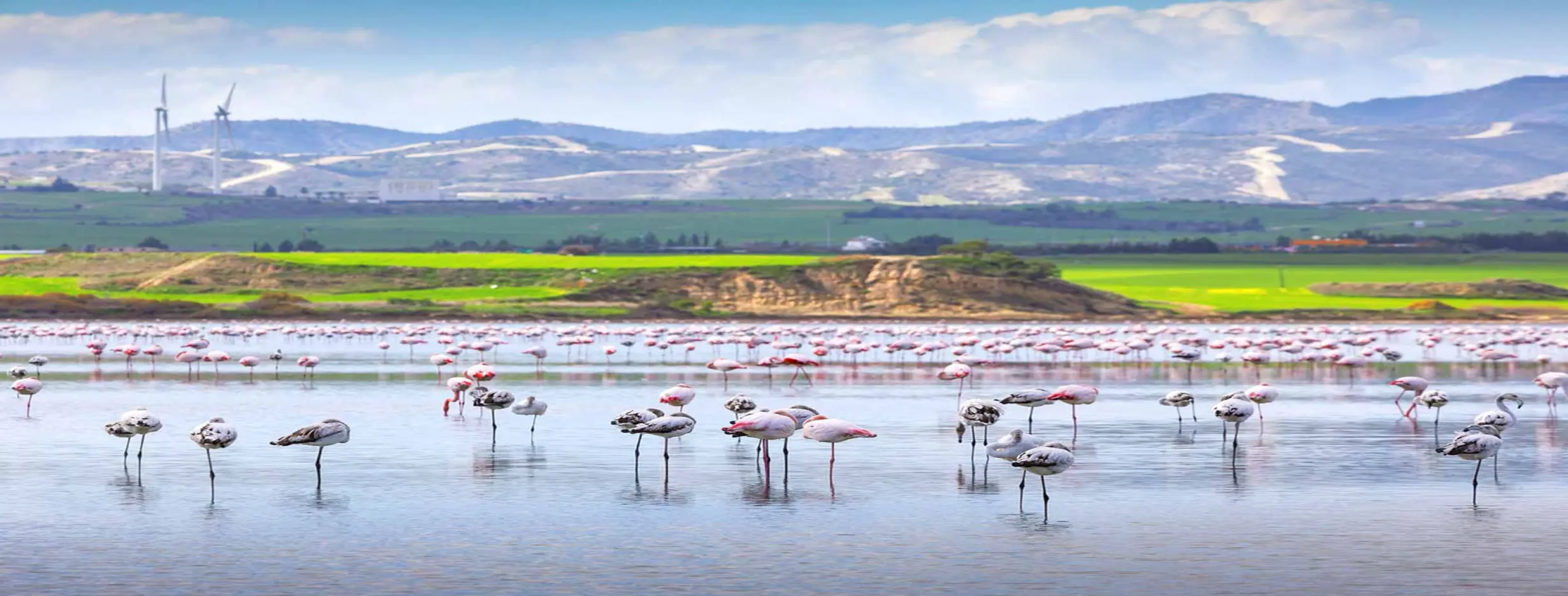 Image for Larnaca Salt Lake